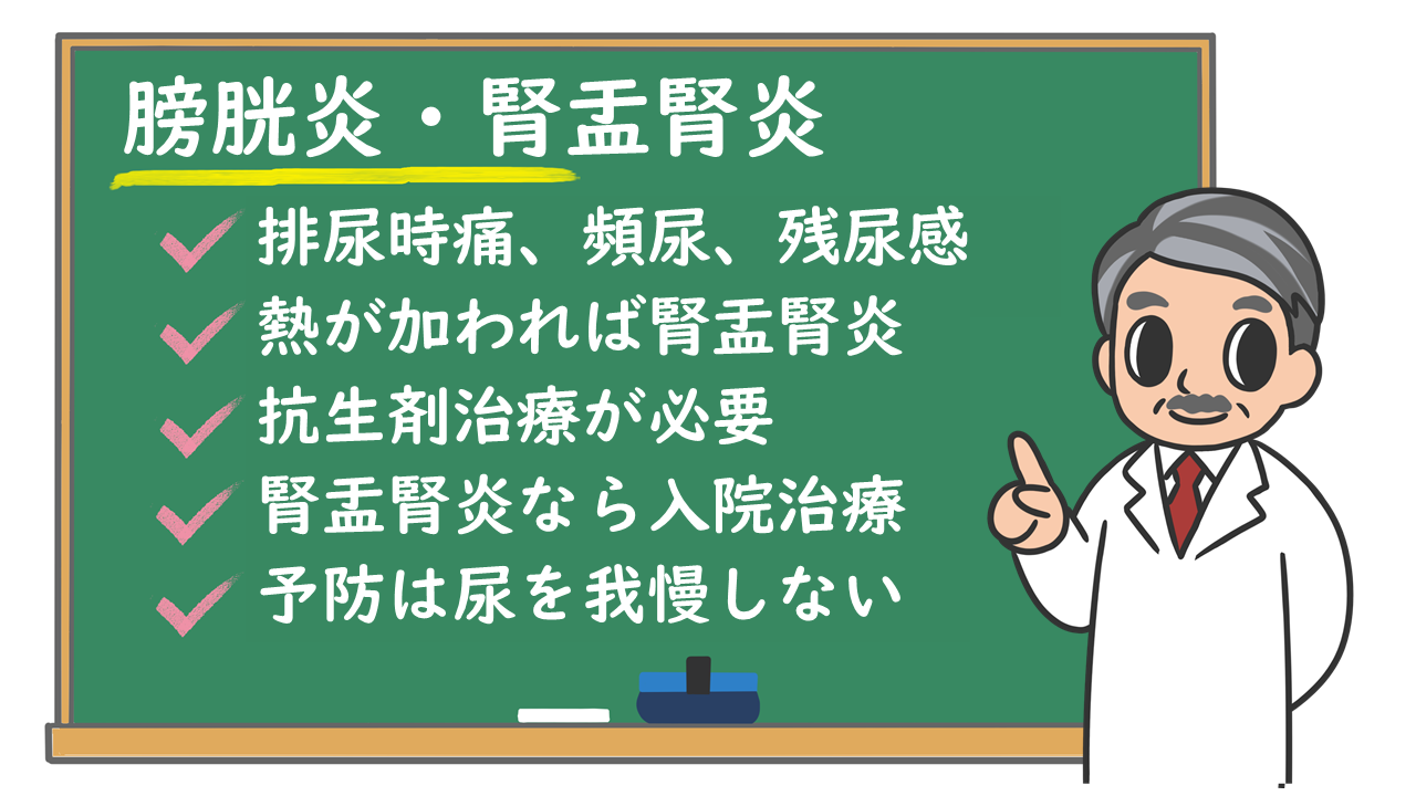 膀胱炎 腎盂腎炎 原因は 症状は 人にうつる 検査や治療は 入院は必要なの 株式会社プレシジョン